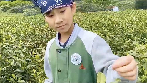 谷雨至，春茶香，采一捧碧螺春，听四千年茶香细语。