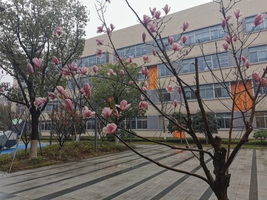 校园春色2.jpg